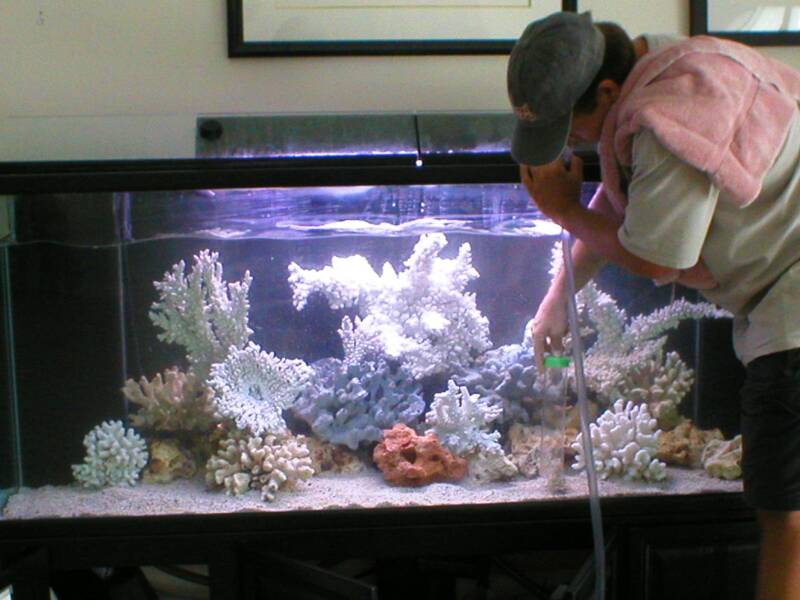 aquarium cleaning