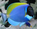 See our Saltwater fish photos