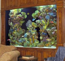 Acrylic Aquariums