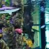 Pinellas Aquariums and Titan Aquatic Exhibits can supply you with any aquarium system including the VERY large!